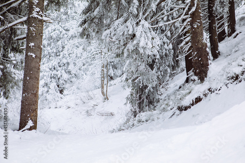 view of snowed winter forest