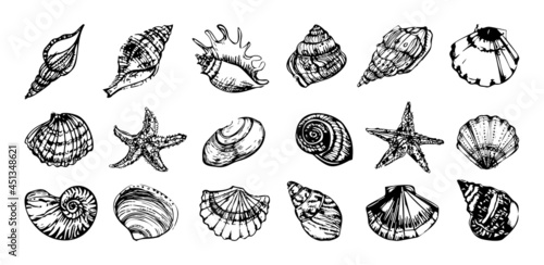 Collection of monochrome illustrations of seashells in sketch style. Hand drawings in art ink style. Black and white graphics.