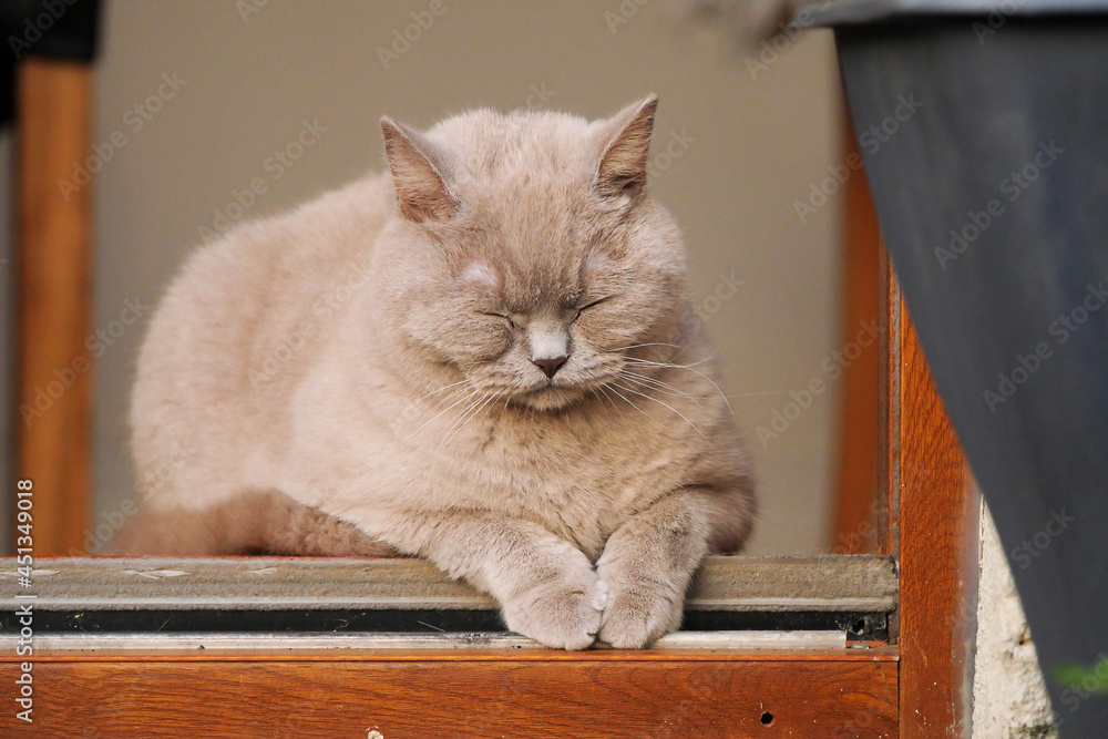 Beautiful British shorthair female cat sleeping on open backyard door