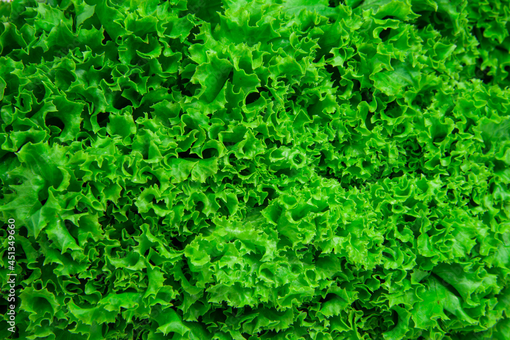 Green fresh bunch of lettuce texture background Green fresh bunch of lettuce texture background