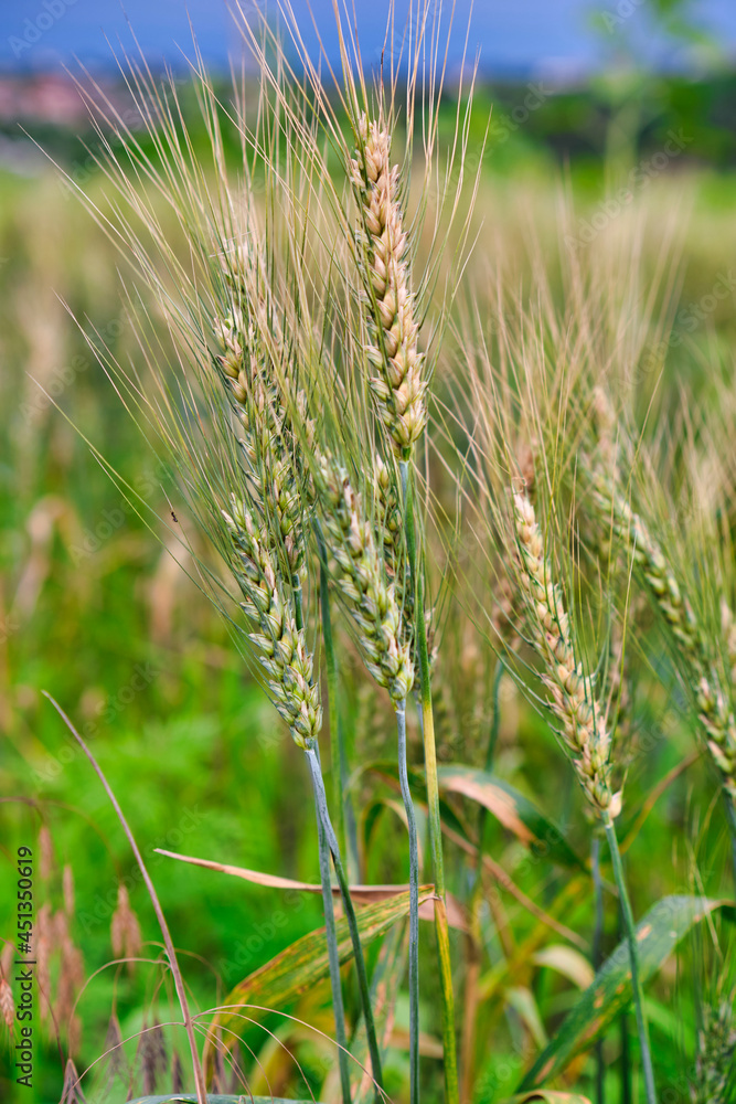 Wheat field. Ears of golden wheat closeup. Harvest concept Wheat field. Ears of golden wheat closeup. Harvest concept