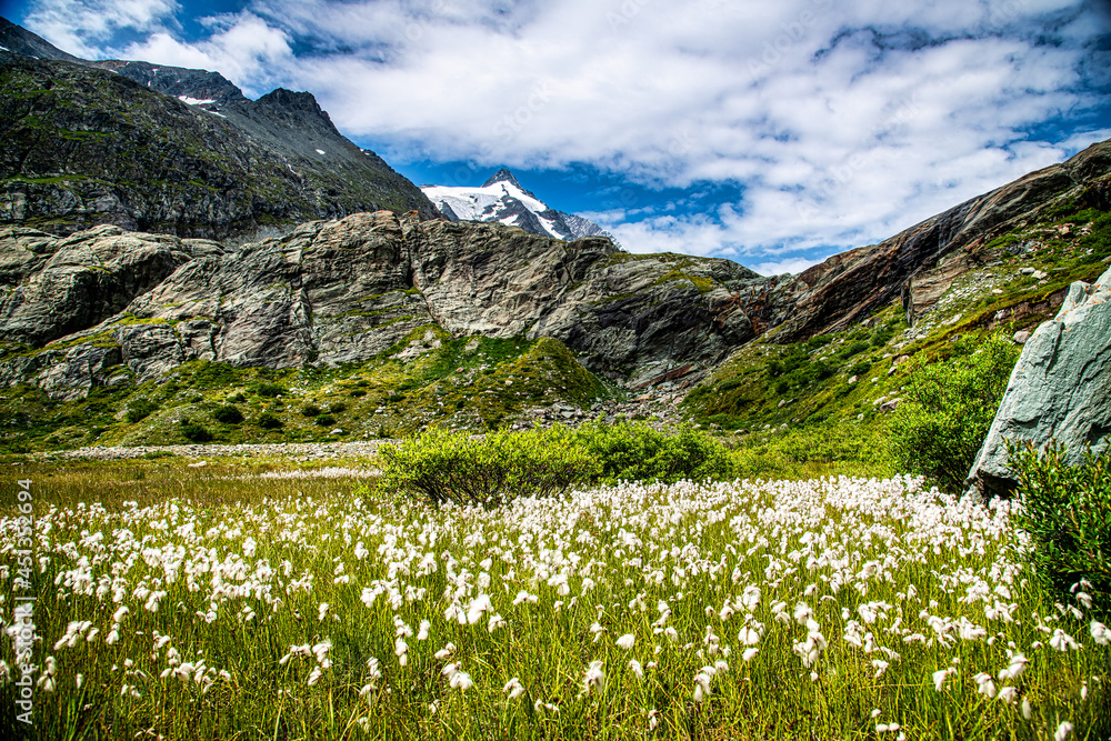 Field of cotton grass with Grossglockner summit in back in Hohe Tauern National Park, Austria