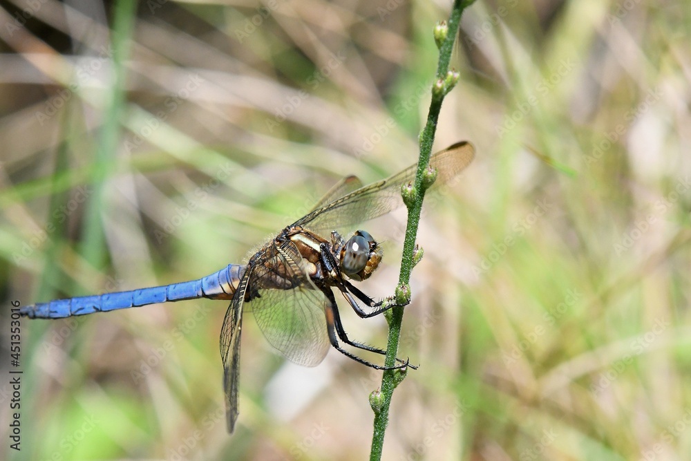 libellule bleue