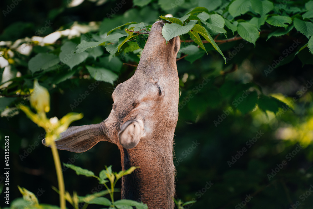 Obraz premium Deer feeding in forest