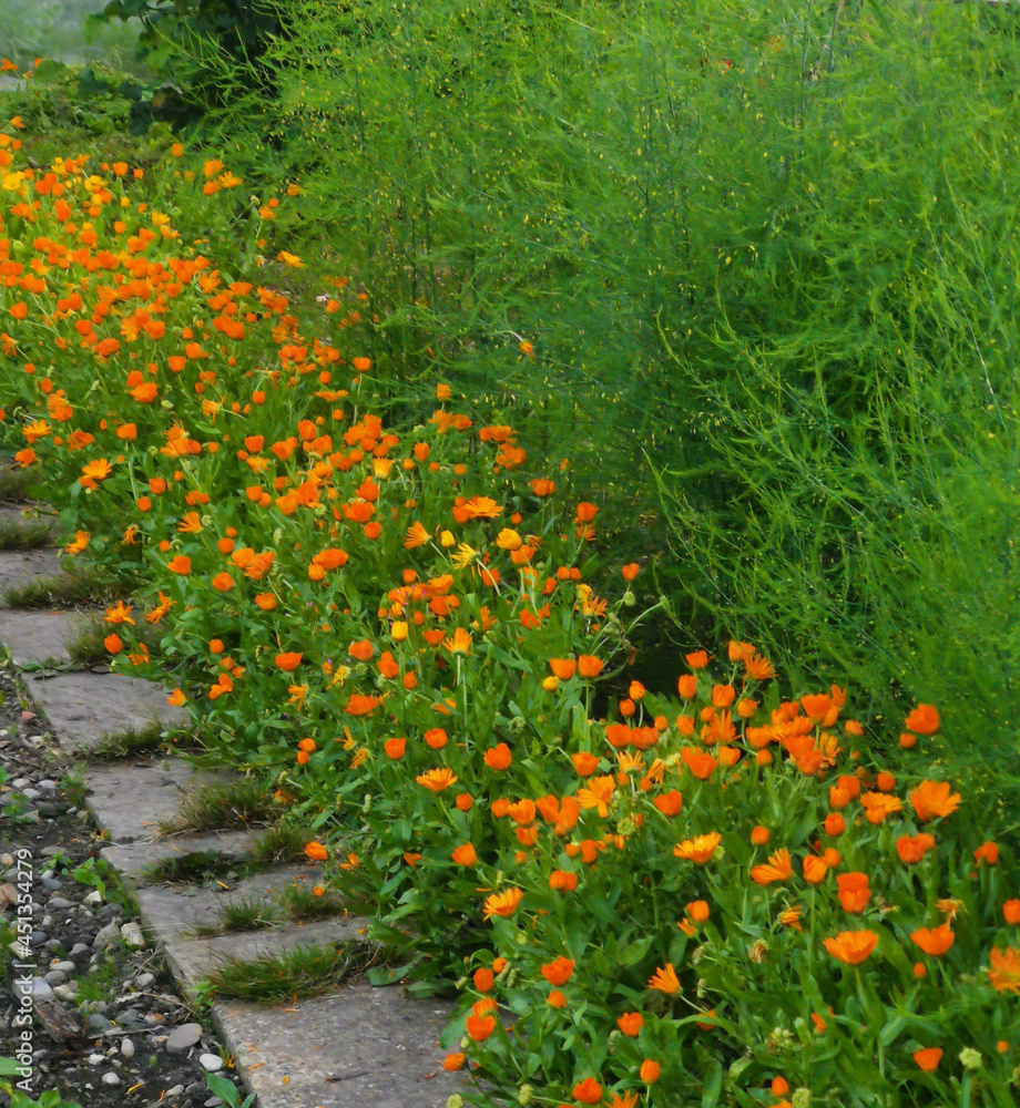 Garden scene with vivid orange marigolds and asparagus beside path