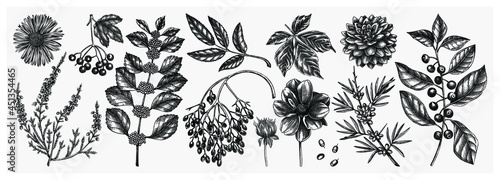 Hand sketched autumn plants collection. Elegant and trendy botanical elements. Hand-drawn autumn leaves, berries, flowers illustrations. Perfect for invitations, cards, flyers, menu, label, packaging.