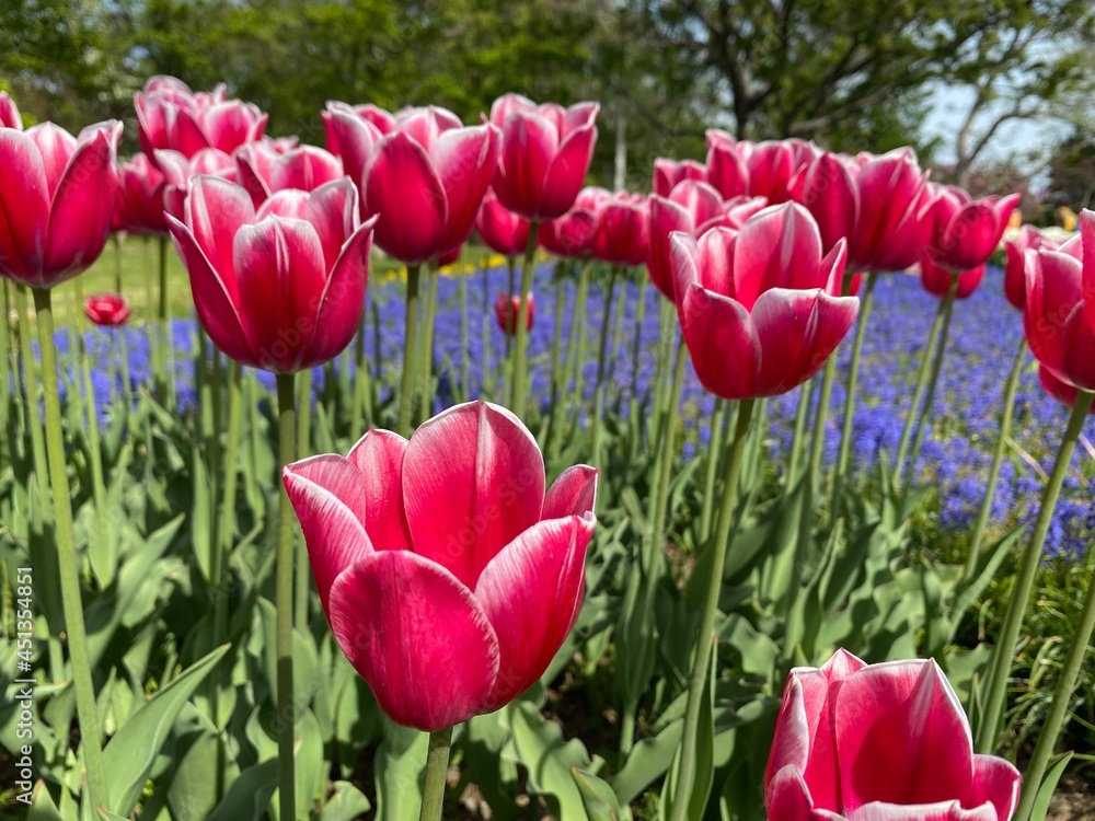 tulips in the garden tulips in the garden