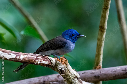 Nature wildlife bird resting on tree with nature wildlife background.