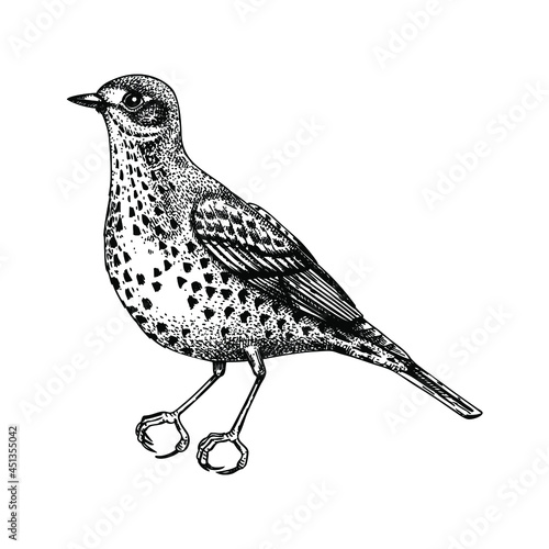 Hand-drawn Mistle thrush vector illustration in engraved style. Passerine Bird isolated on white background. Hand drawing. Vintage bird sketch. Stormcock outline. 