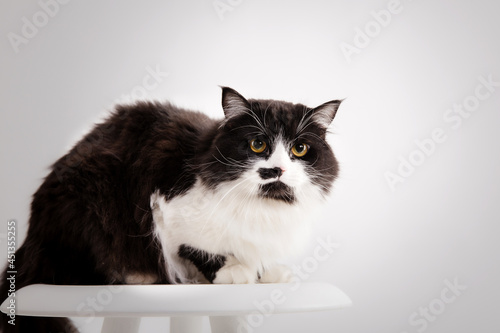 Cute Cat on white background