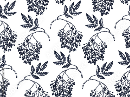Hand-drawn elderberry vector background in engraved style. Wild berries seamless pattern. Hand drawing. vintage garden berry sketch. Elder plant backdrop. Sambuca ingredients design