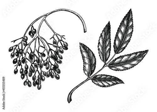 Hand-drawn elderberry vector illustration in engraved style. Wild berries isolated on white background. Hand drawing. vintage garden berry sketch. Elder plant outline. Sambuca ingredient