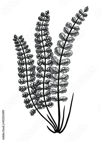 Hand sketched fern botanical illustration isolated on white.  Maidenhair spleenwort hand-drawing. Engraved style braken fern on white background. Woodland plants and botanical elements photo