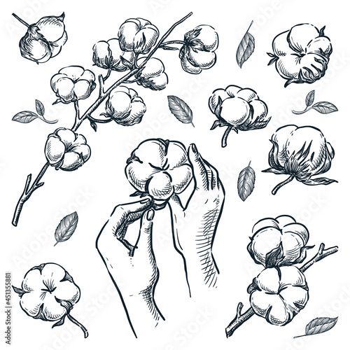 Natural stem with cotton raw flowers. Human hands holding soft cotton ball. Vector hand drawn sketch illustration