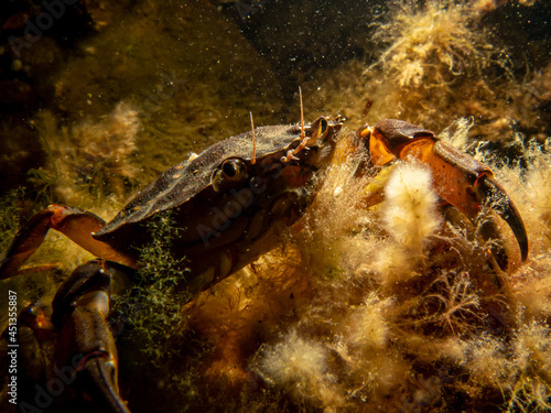 A close-up picture of a crab among seaweed. Picture from The Sound  between Sweden and Denmark