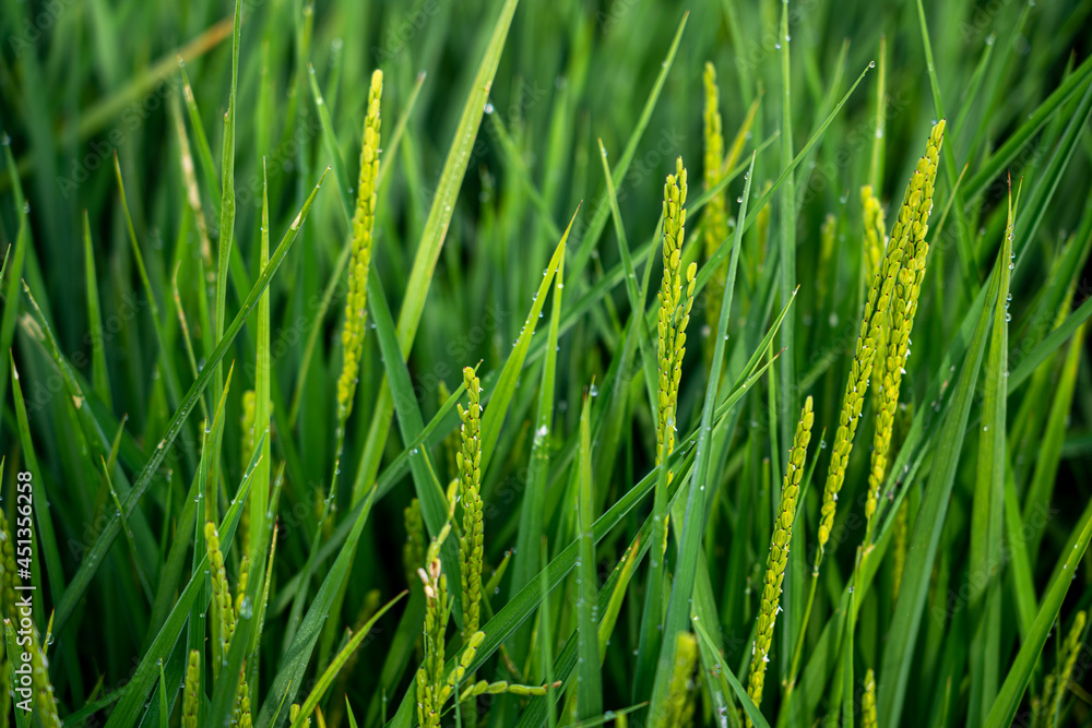 Beautiful green rice field background on Albufera natural park in Valencia (Spain) on sunrise. Agriculture harvest concept. Beautiful green rice field background on Albufera natural park in Valencia (Spain) on sunrise. Agriculture harvest concept.