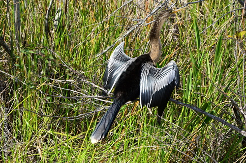 Schlangenhalsvogel im Everglades National Park, Florida photo