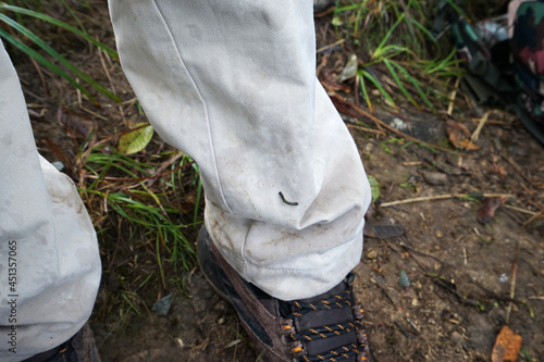 Small Leech on pants