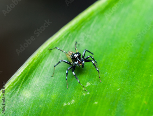 jumping spiders salticidae are the largest group in the family of spiders. Male Jumping Spider. Tiny but agile, wonderful ambush predator, feeds mainly on insects. © ysk1
