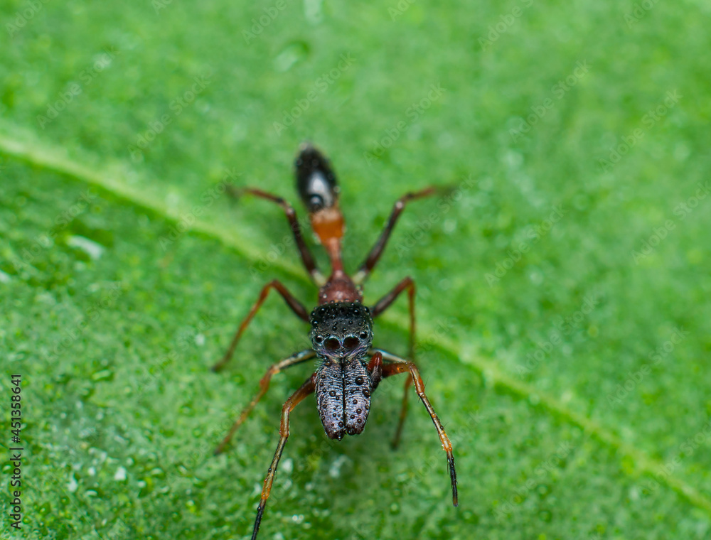 Jumping spiders from the common home spiders, the exotic peacock spiders to the elusive ant mimic spiders. Male Ant Mimic Spider. Lone and ambush predator known to hunt down the fearsome weaver ant.