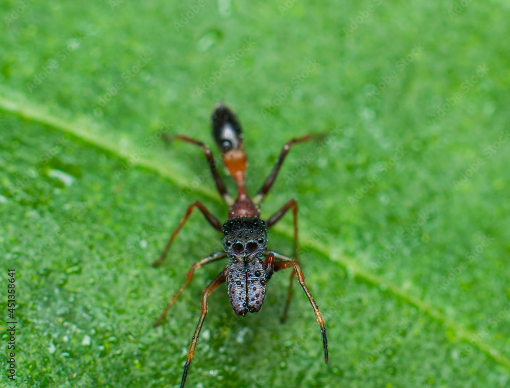 Jumping spiders from the common home spiders, the exotic peacock spiders to the elusive ant mimic spiders. Male Ant Mimic Spider. Lone and ambush predator known to hunt down the fearsome weaver ant. Jumping spiders from the common home spiders, the exotic peacock spiders to the elusive ant mimic spiders. Male Ant Mimic Spider. Lone and ambush predator known to hunt down the fearsome weaver ant.