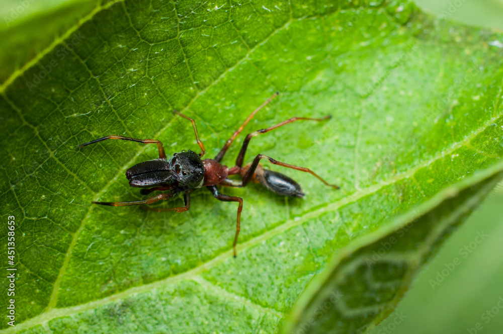 Jumping spiders from the common home spiders, the exotic peacock spiders to the elusive ant mimic spiders. Male Ant Mimic Spider. Lone and ambush predator known to hunt down the fearsome weaver ant. Jumping spiders from the common home spiders, the exotic peacock spiders to the elusive ant mimic spiders. Male Ant Mimic Spider. Lone and ambush predator known to hunt down the fearsome weaver ant.