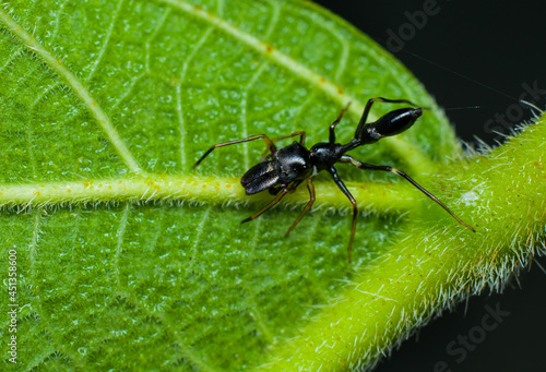 Obraz na plátne The elusive and rare male ant mimic spiders