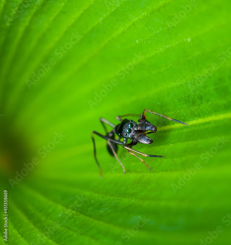 The elusive and rare male ant mimic spiders. All Black Male Ant Mimic Spider. Ambush predator, hunt alone with its folded and extended poisonous pedipalps, prey om mainly ants hence its name.