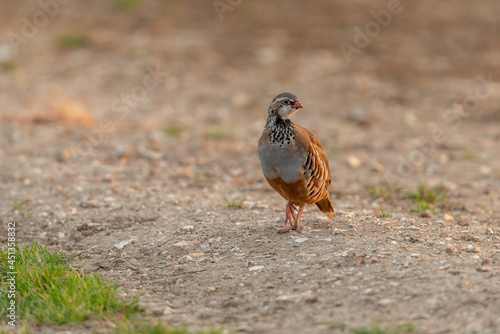 Red-legged or French Partridge, Scientific name: Alectoris rufa, facing right on natural farmland habitat at sunset. Clean background. Space for copy. Horizontal.