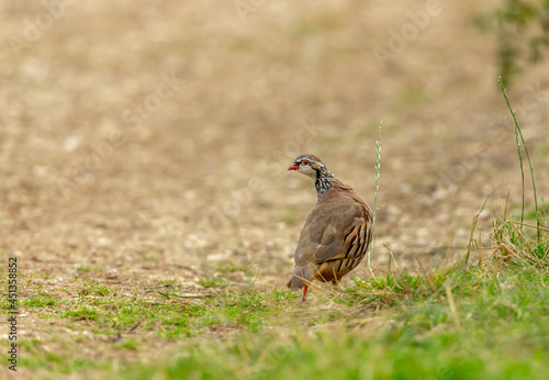 Red-legged or French partridge on natural farmland habitat, facing left.  Blurred background.  Space for copy.  Horizontal.  Scientific name:  Alectoris Rufa. photo