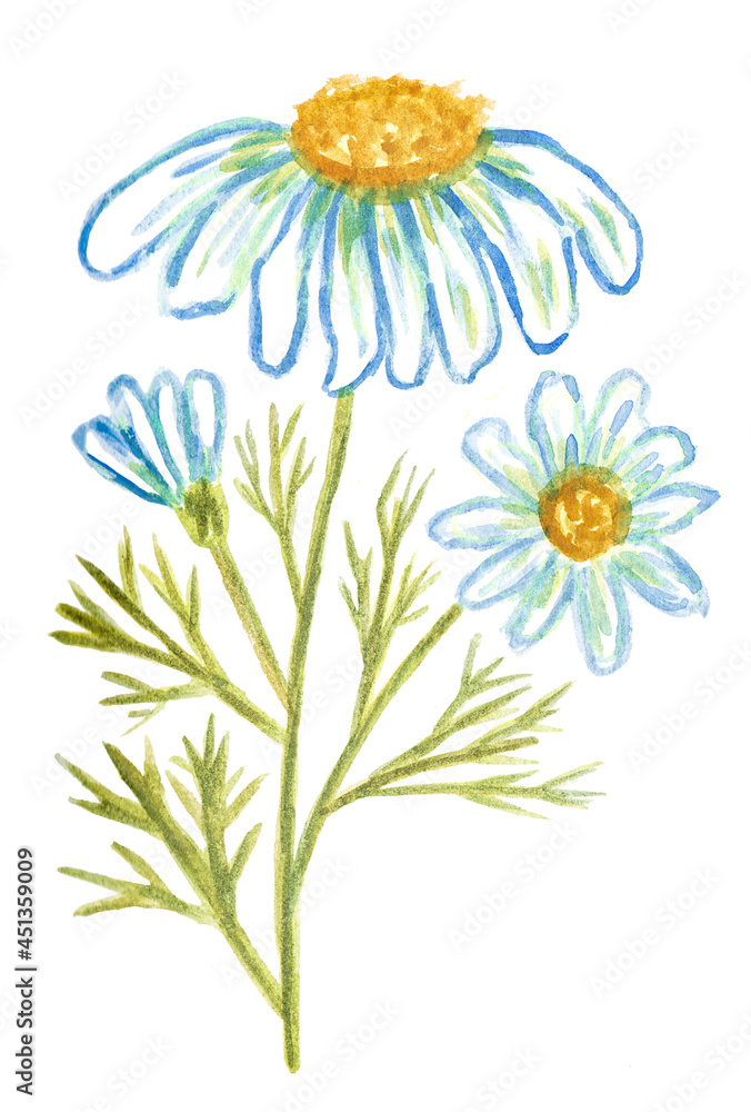 Watercolor drawing of a blooming chamomile stem. Hand-drawn flower clipart isolated on white background Watercolor drawing of a blooming chamomile stem. Hand-drawn flower clipart isolated on white background