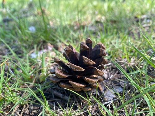 pine cone in the grass