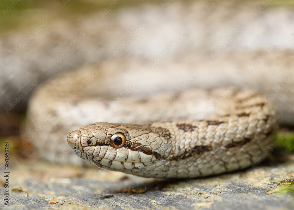 Smooth snake, Coronella austriaca in the pyrenees Smooth snake, Coronella austriaca in the pyrenees