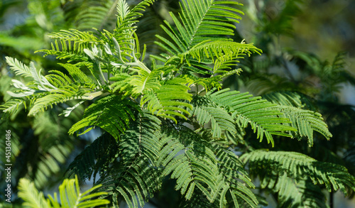 New green leaves Acacia dealbata mimosa tree (silver or blue wattle) in Adler Sochi street. Branch of mimosa with graceful young foliage in early spring. Lovely spring background for design.