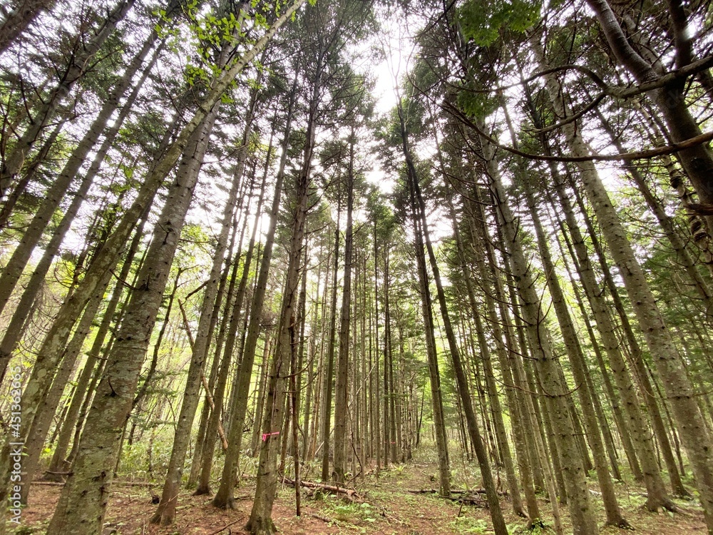Fototapeta premium trees in the forest