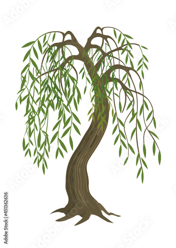 

Weeping Willow tree.
Colorful Illustration of melancholy tree motive. Isolated on white background. Vector available.