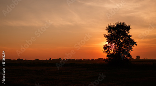 Fototapeta Naklejka Na Ścianę i Meble -  sunset and tree