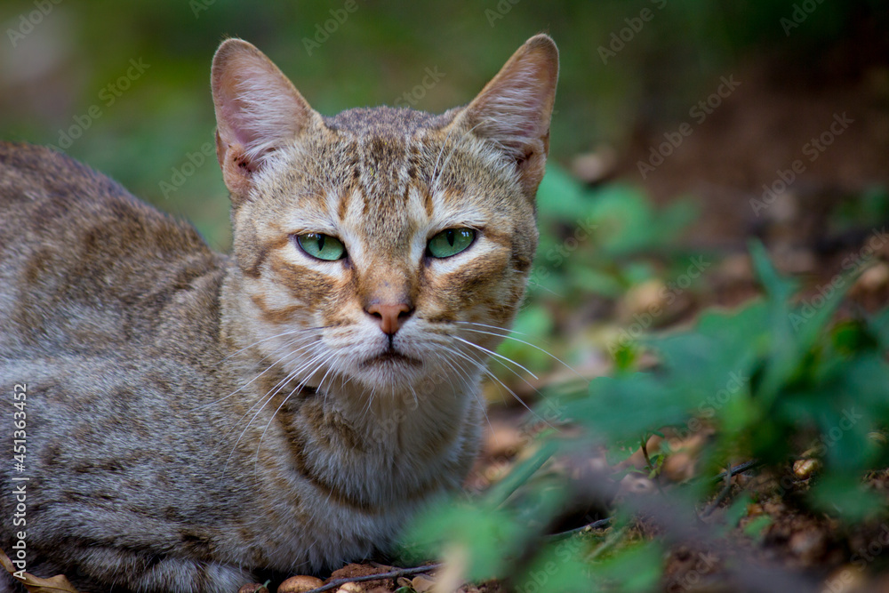 Portrait of cute looking Cat with green eyes and whiskers, nice Soft fluffy purebred straight-eared long hair kitty. Copy space, close up, background. Adorable domestic pet concept.