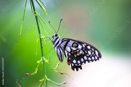 Papilio butterfly or The Common Lime Butterfly resting on the flower plants in its natural habitat with a nice soft green blurry background. © Robbie Ross
