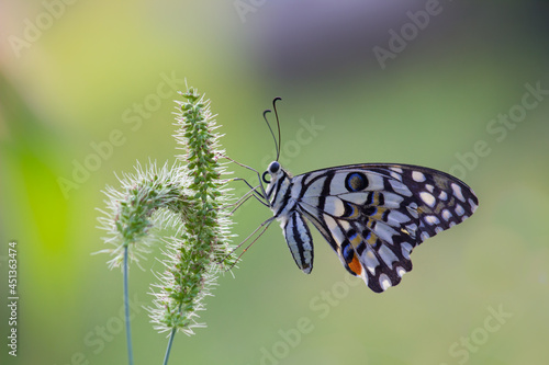 Papilio butterfly or The Common Lime Butterfly resting on the flower plants in its natural habitat with a nice soft green blurry background.