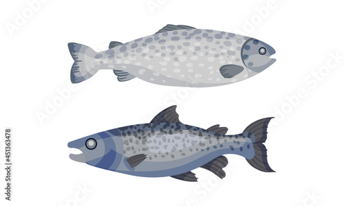Salmon fish set. Natural sea product vector illustration