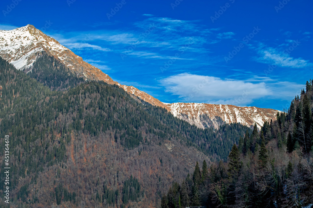 Coniferous forest in the foreground, snow-capped mountain peaks in the background. Clear blue sky, sunny day