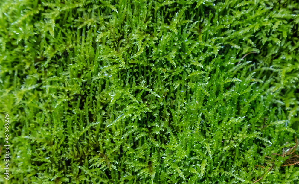 green moss. texture close up green moss. texture close up