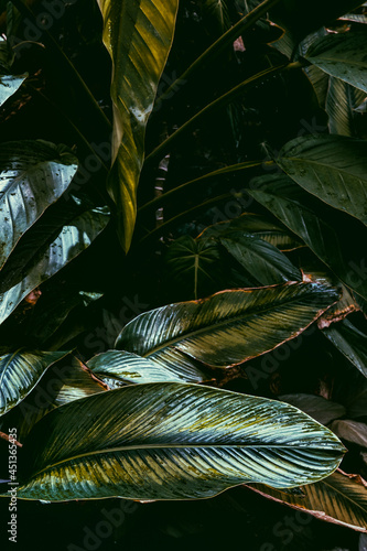 leaves on the ground