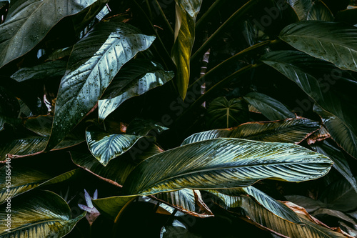 leaves in the rain