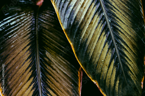 palm tree leaf