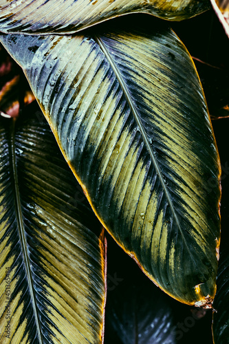 close up of leaf