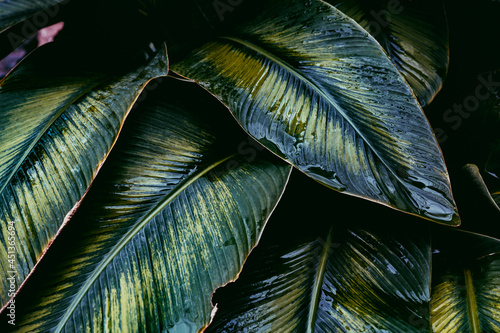 close up of leaf