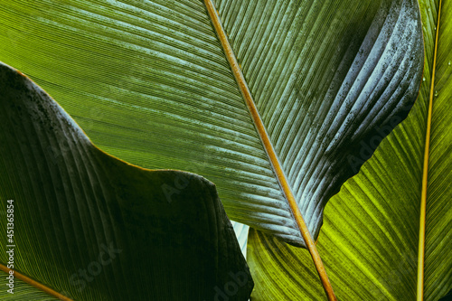 palm tree leaf