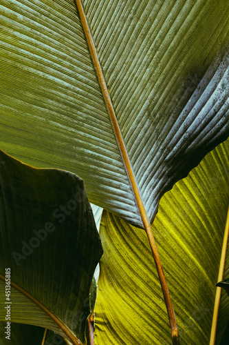 palm tree leaf